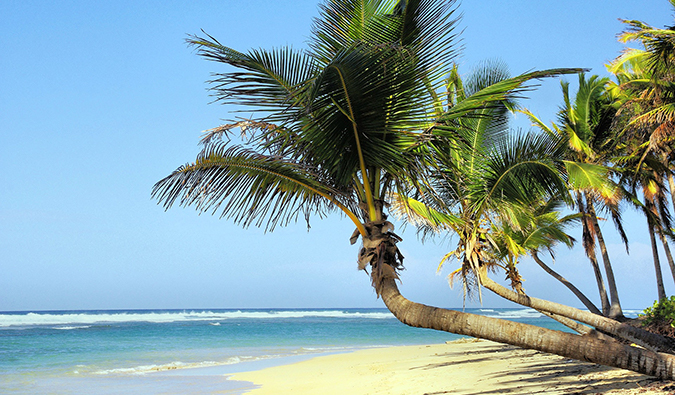 a tropical beach scene in Cuba with a palm tree