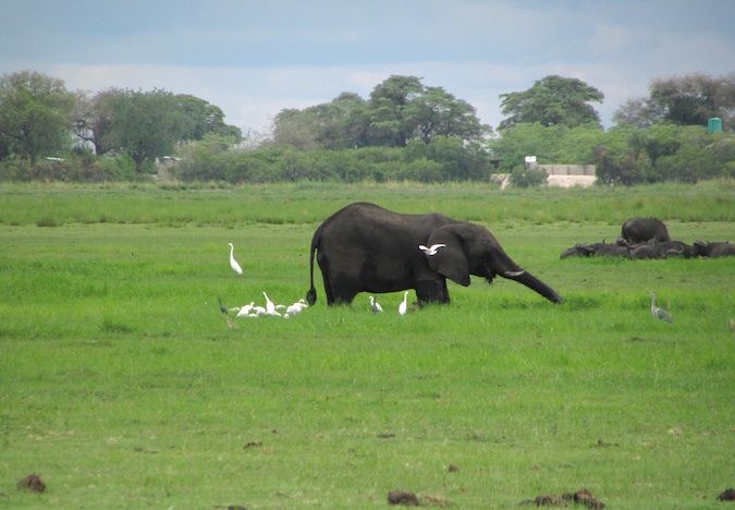 An elephant in the Chobe River, Botswana