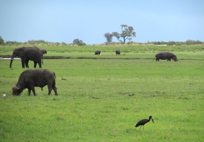 An elephant, hippo, and water buffalo in Chobe River