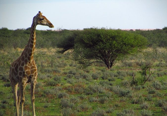 A giraffe posing for the camera