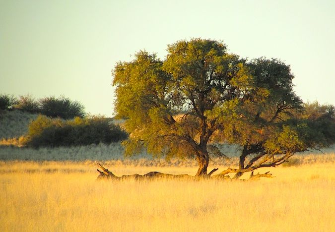 A lone tree in the savannah in Namibia