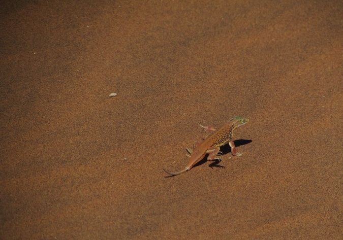 A lizard in the desert