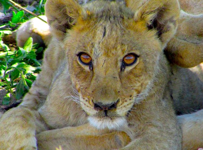 A lion cub in Namibia