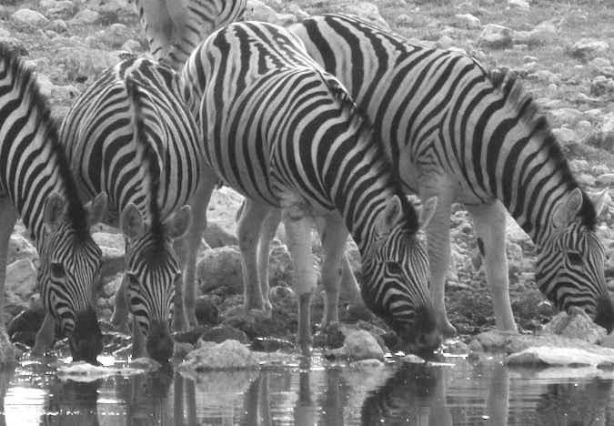 A herd of zebra at the watering hole