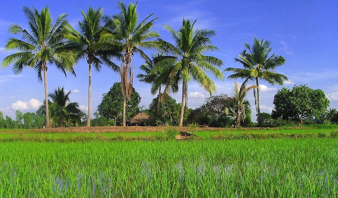Vivid green palm trees, rice paddies, and a blue sky in rural Isaan, Southeast Asia