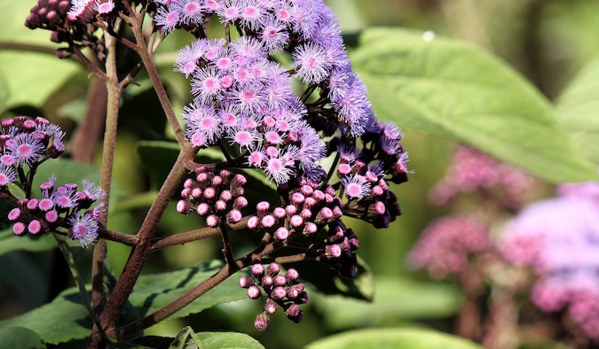 Purple flowers from the Sydney Botanical Gardens in the city