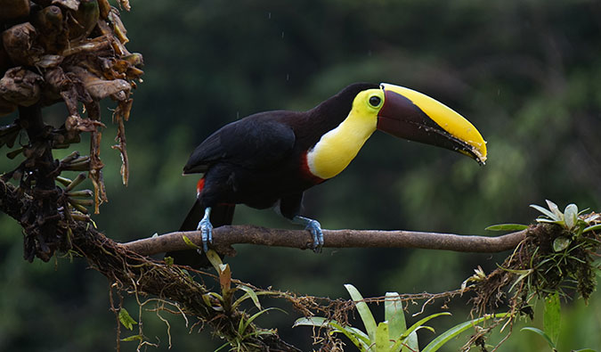 一个五颜六色的toucan在中美洲