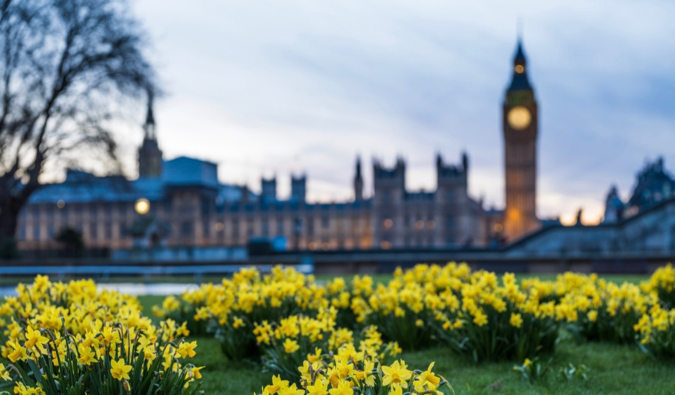 jasne kwiaty w pobliżu Big ben w Londynie