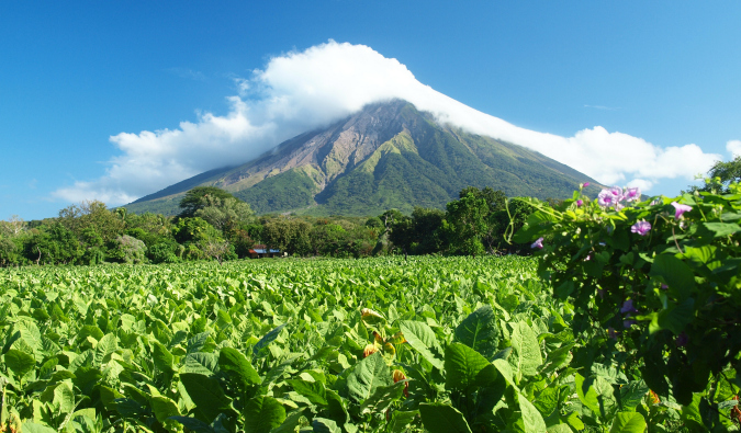 the green palm trees on ometepe island