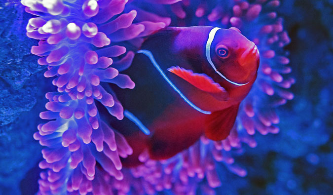The beautiful and colorful fish of the Great Barrier Reef in Australia