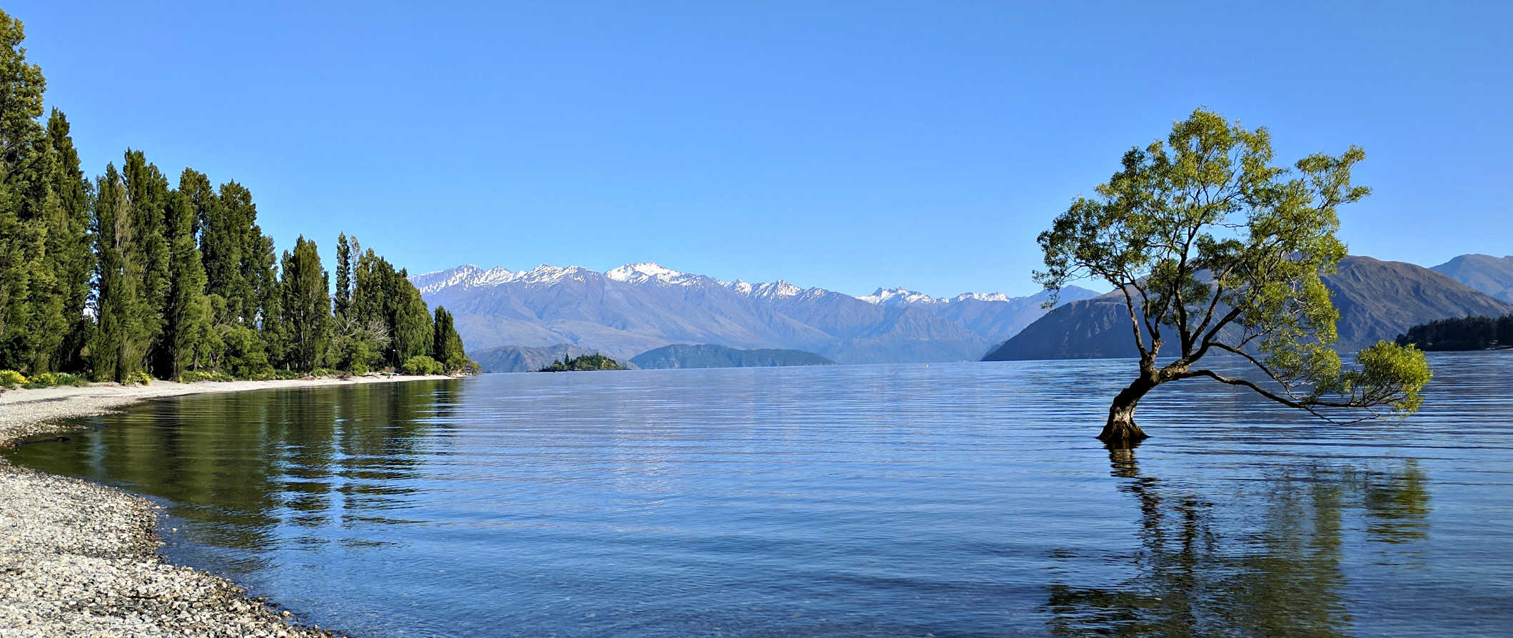 A single tree leaning to one side in a lake, with snow-capped mountains in the background, in Wanaka, New Zealand