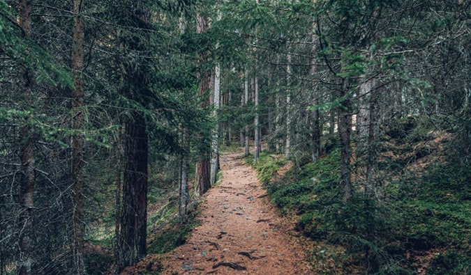 a green forested hiking trail in Austria