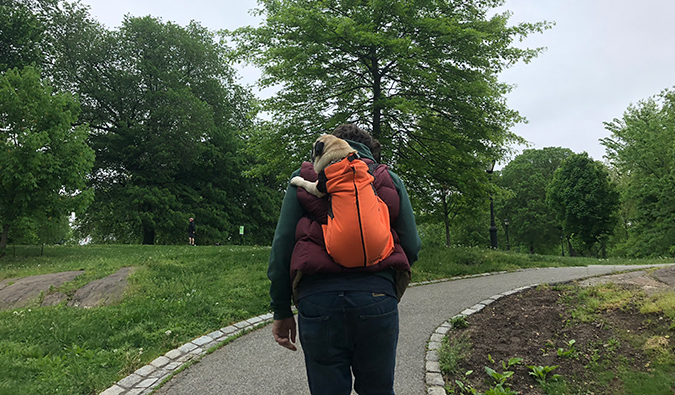 Boogie the pug in a backpack