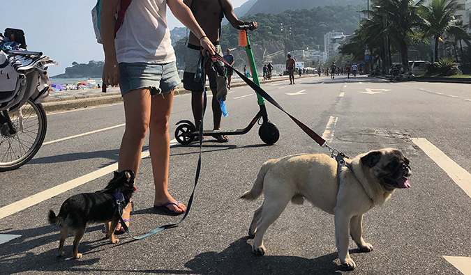 Boogie the pug and Marcelo the chi at the beach