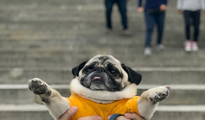 Boogie the pug in Philadelphia