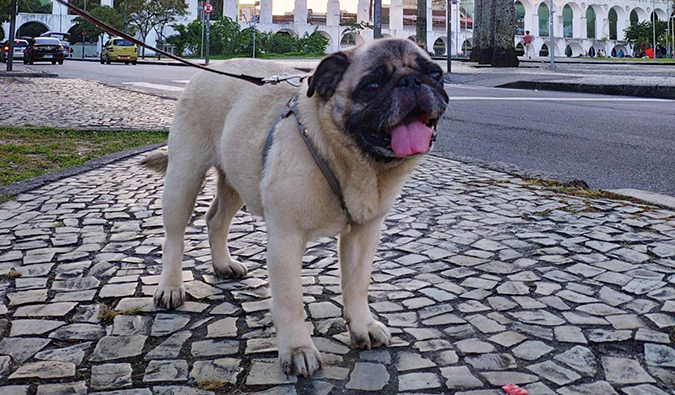 Boogie the pug in Rio de Janeiro