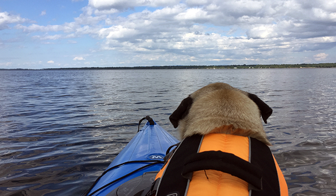 Boogie the pug kayaking in Vermont