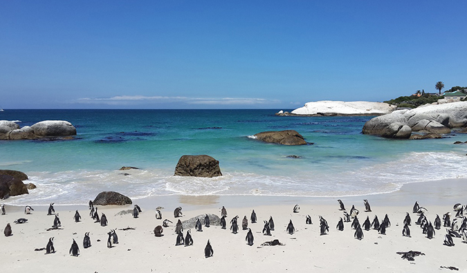 penguins at Boulders Beach, just outside of Cape Town