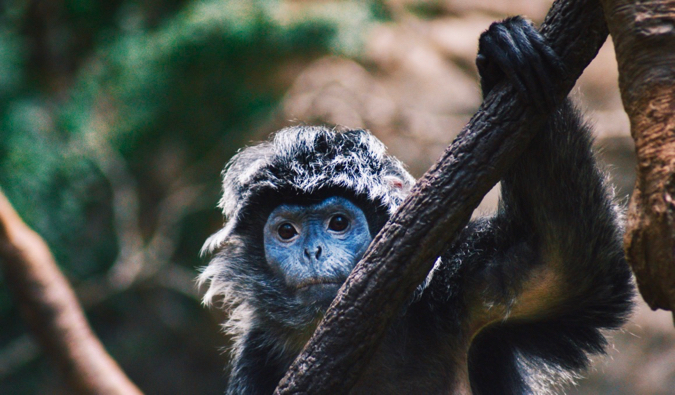 Ein kleiner Affe im Bronz Zoo in NYC