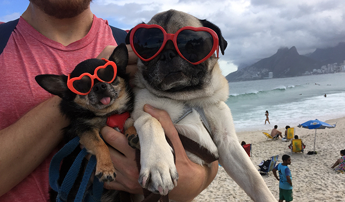 Boogie the pug and Marcelo the chi at the beach