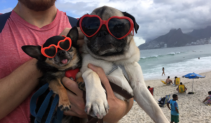 https://media.nomadicmatt.com/2019/dogsinbrazil.jpg