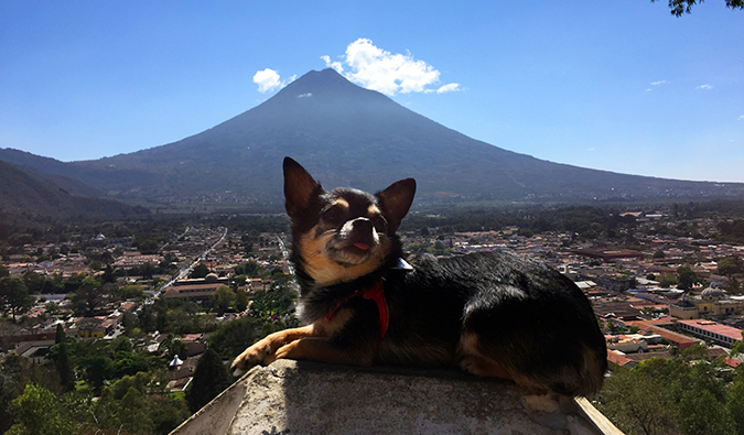 Marcelo the chihuahua in Guatemala