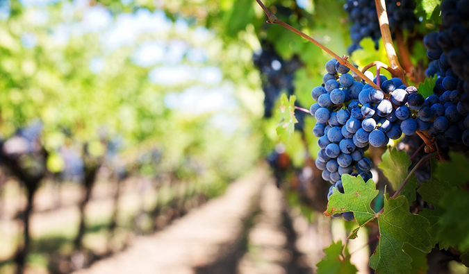 purple grains hanging on a vine in Napa Valley