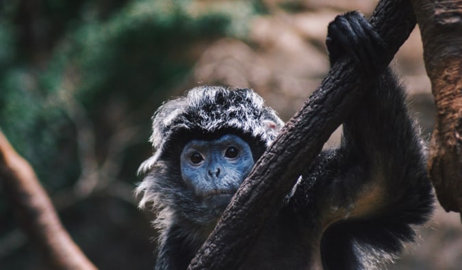 A small monkey looking at the camera at the Bronx Zoo in New York City