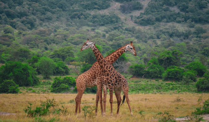 two giraffes standing neck and neck in Rwanda