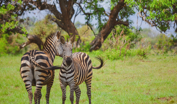 two zebras in Rwanda