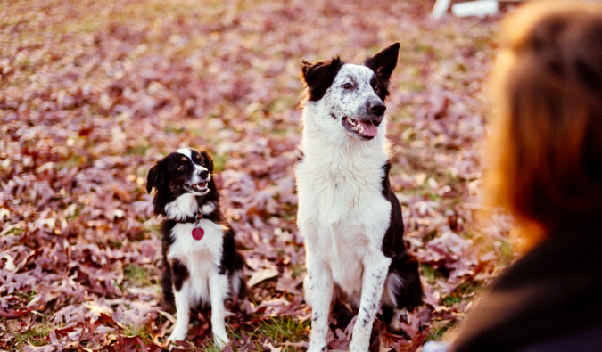 Two cute dogs being walked by a pet sitter in a park