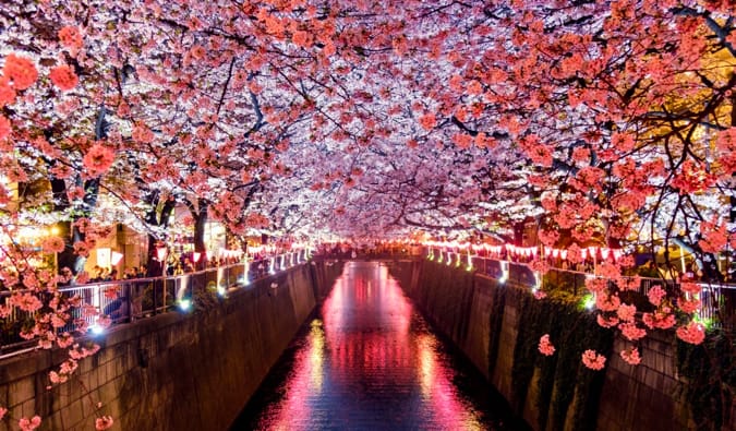 The bright cherry blossoms lining the Meguro River Tokyo, Japan