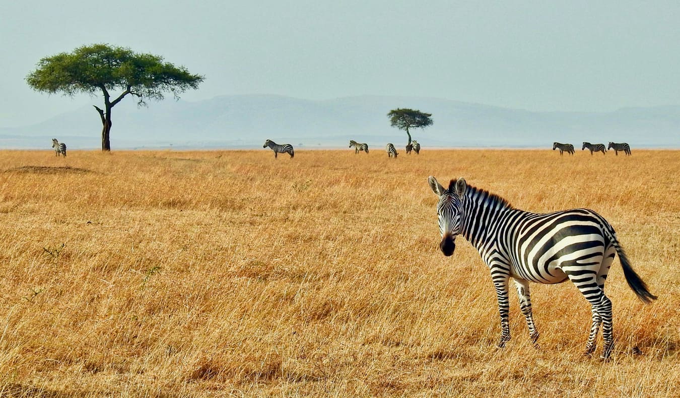 Zebra on the plains of the Masaai Mara in Kenya, Africa