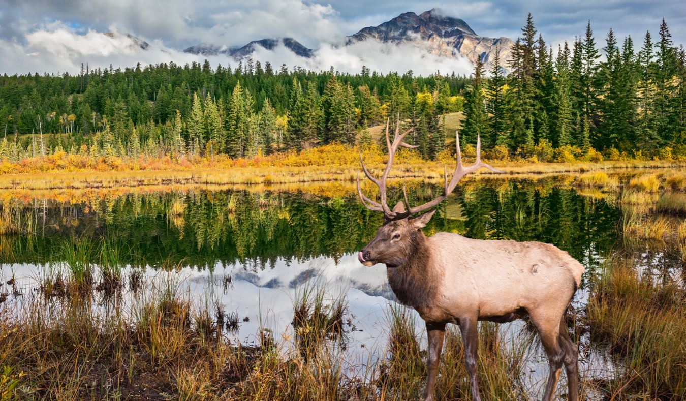 The huge elk standing near a small lake in Alberta, Canada near Jasper