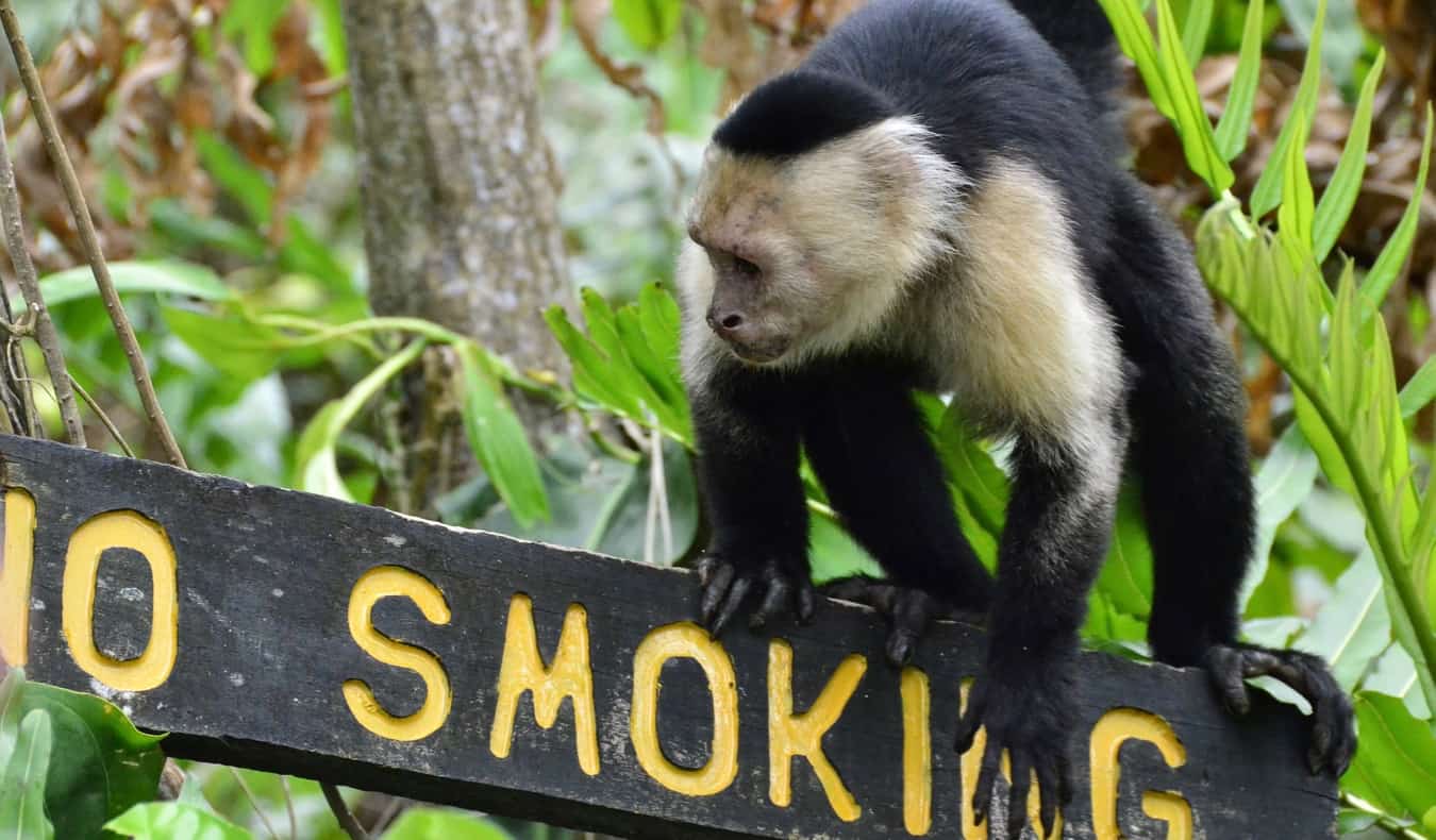 A monkey climbing on a sign in Cahuita, Costa Rica