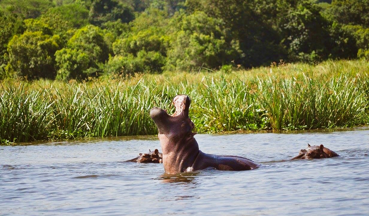 Hippopotamus in the water