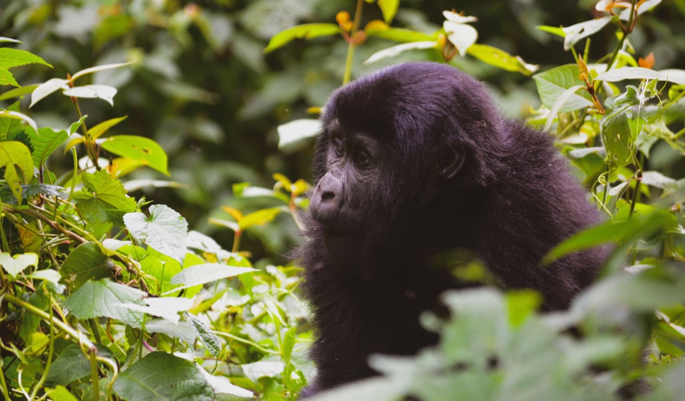 A young baby gorilla in the jungles of Uganda