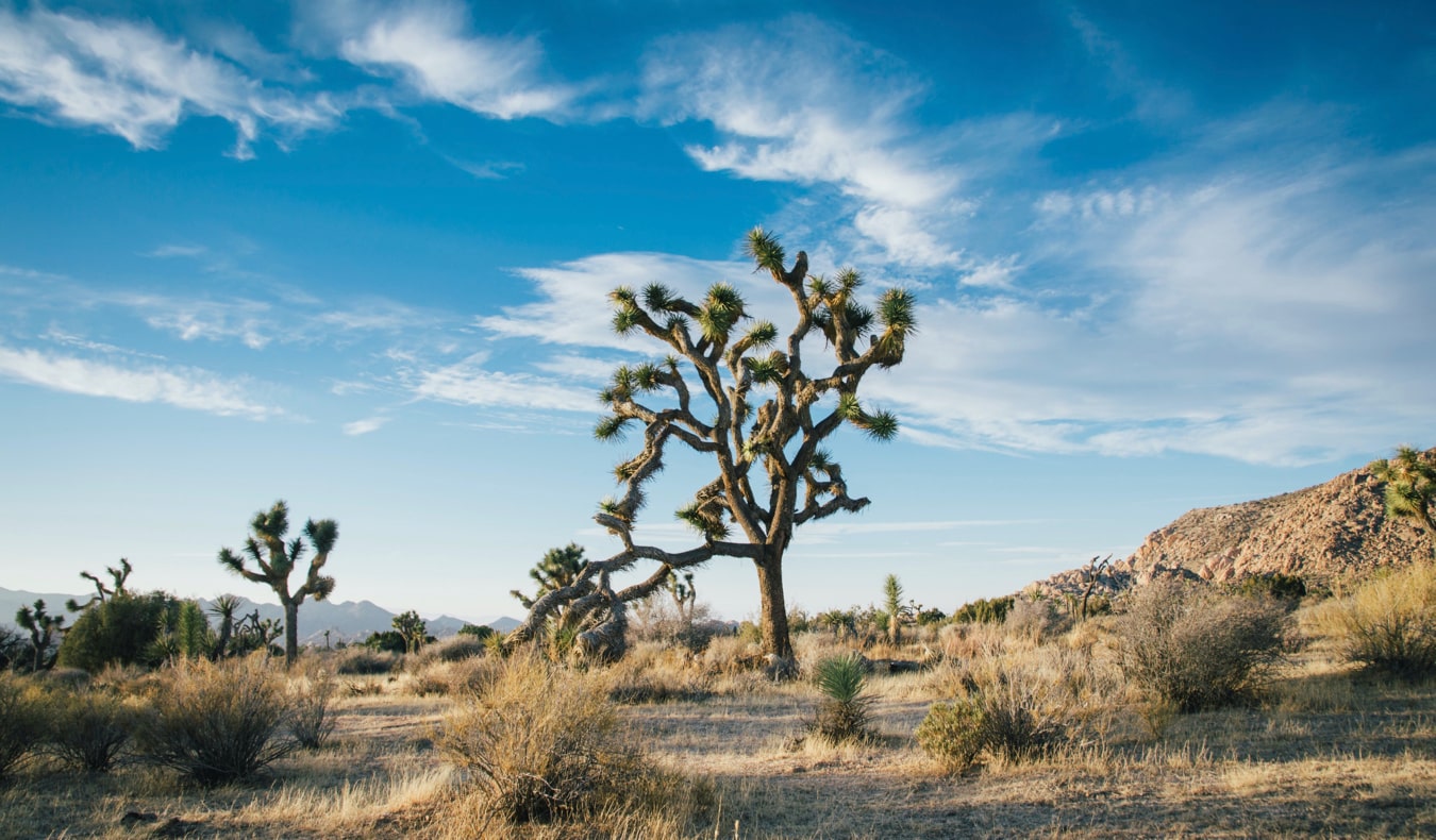 An iconic Joshua Tree from Joshua Tree National Park in California, USA