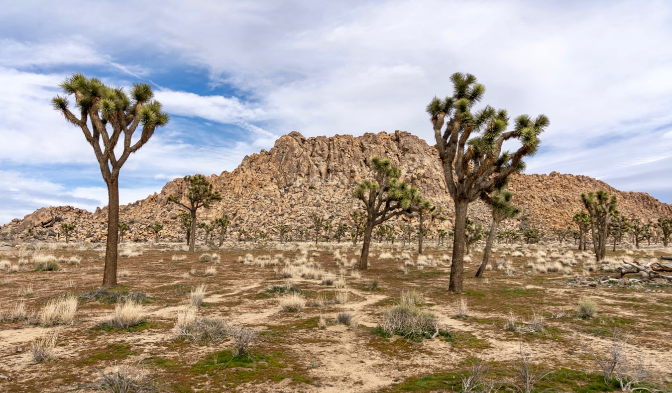 The iconic Joshua trees growing in the aria California desert