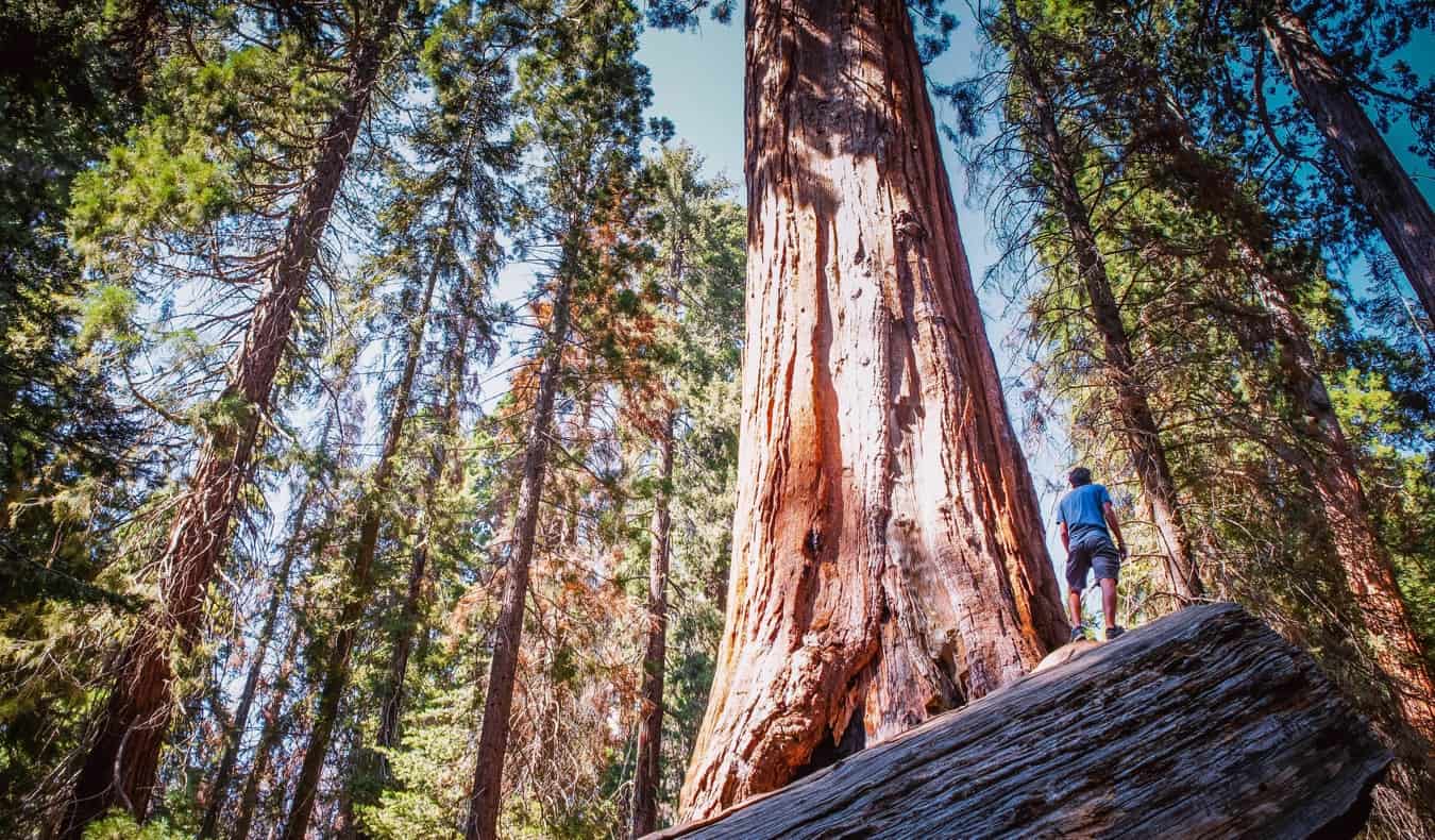 Massive redwood and sequoia trees in Sequoia National park in California, USA