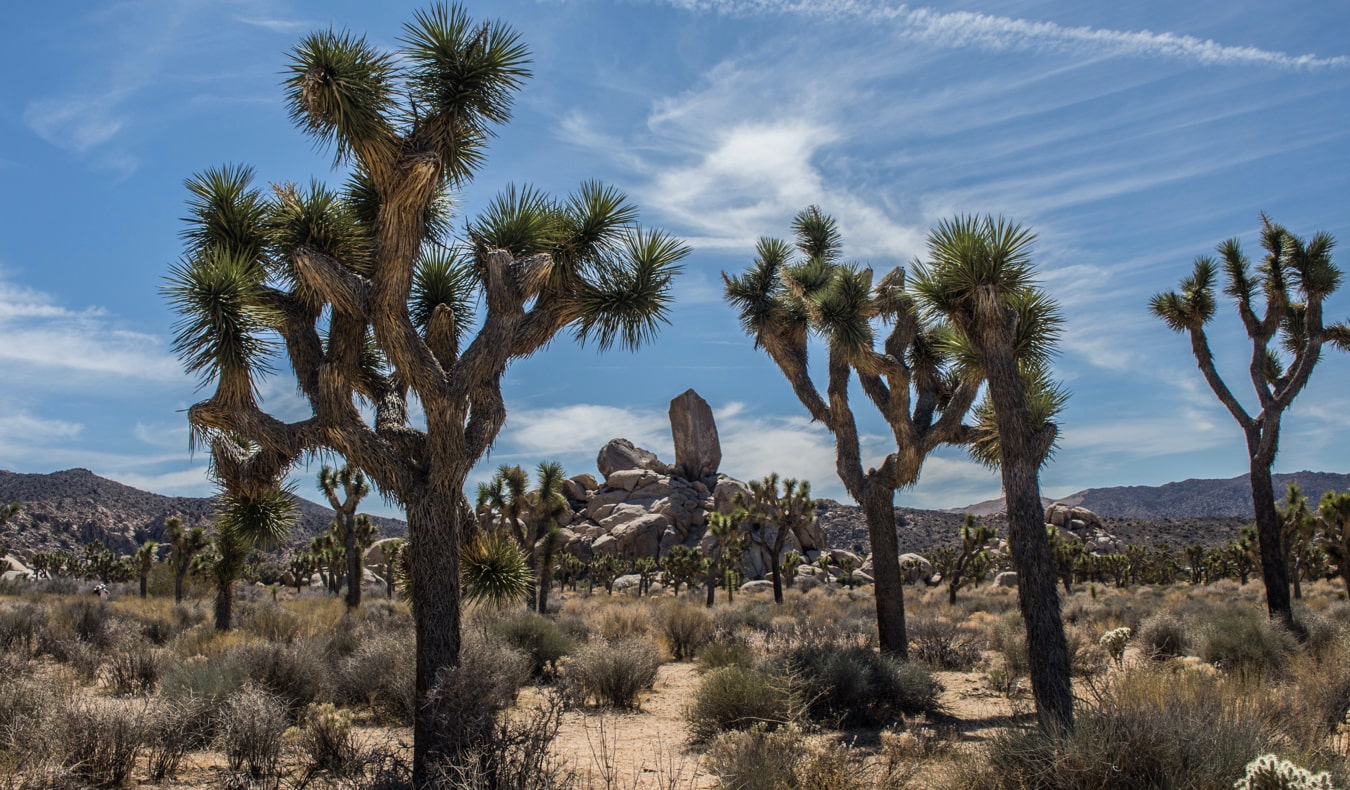 The beautiful and unique Joshua trees in Joshua Tree National Park, California