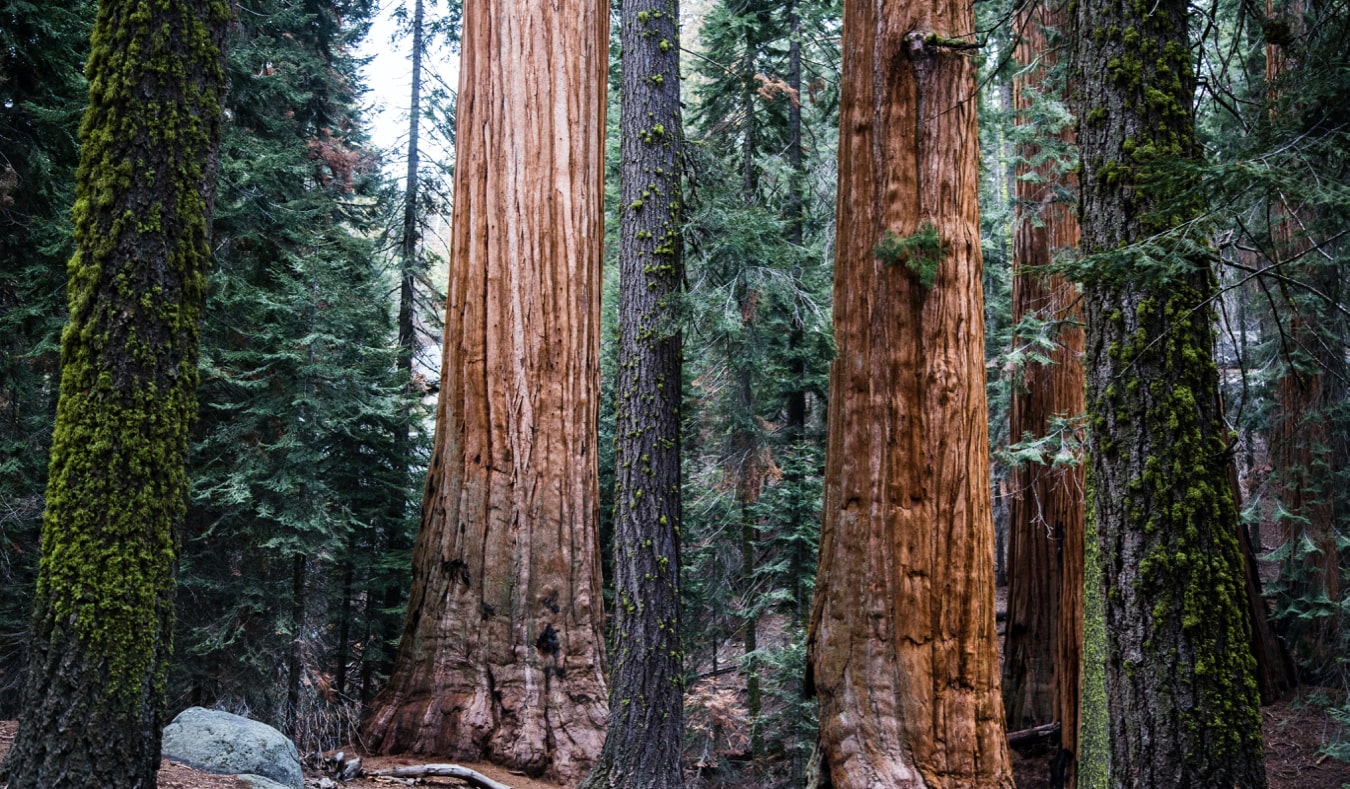 The massive redwoods and sequoias in Sequoia National Park, California