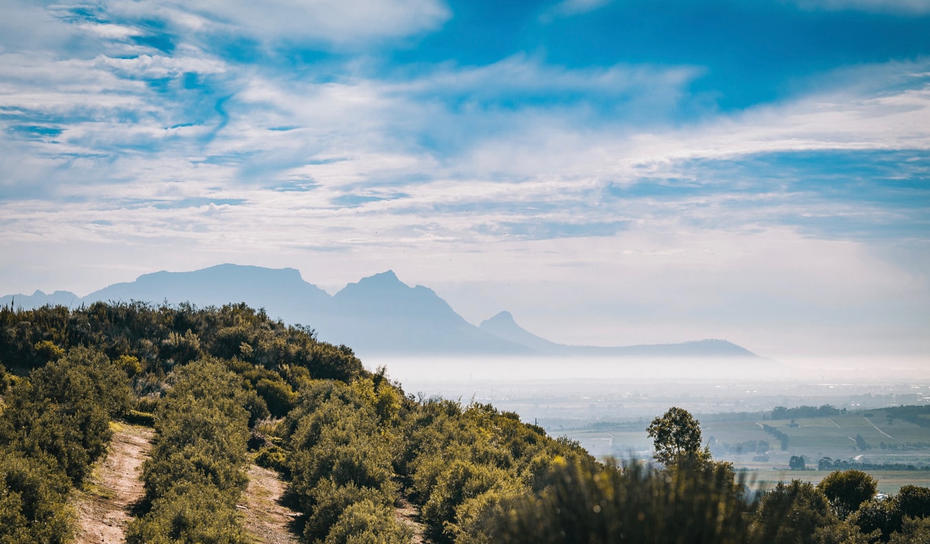 郁郁葱葱的葡萄园在Stellenbosch，开普敦，南非