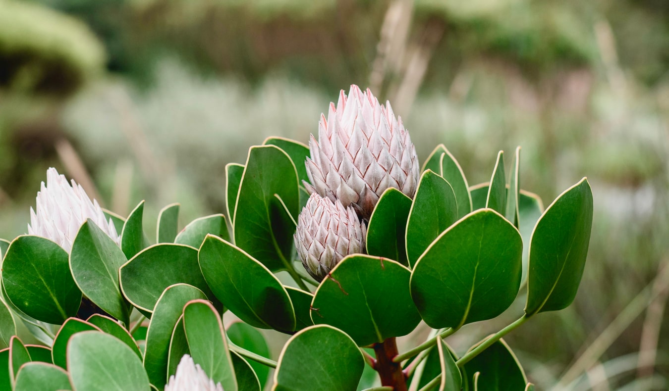 A colorful, exotic plant at the historic Kirstenbosch Gardens in Cape Town, South Africa