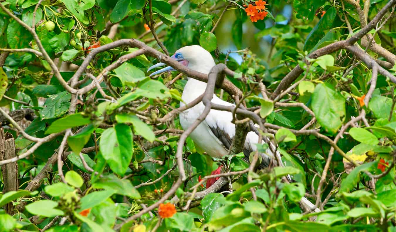 A large sea bird hiding in the brush in the Caribbean