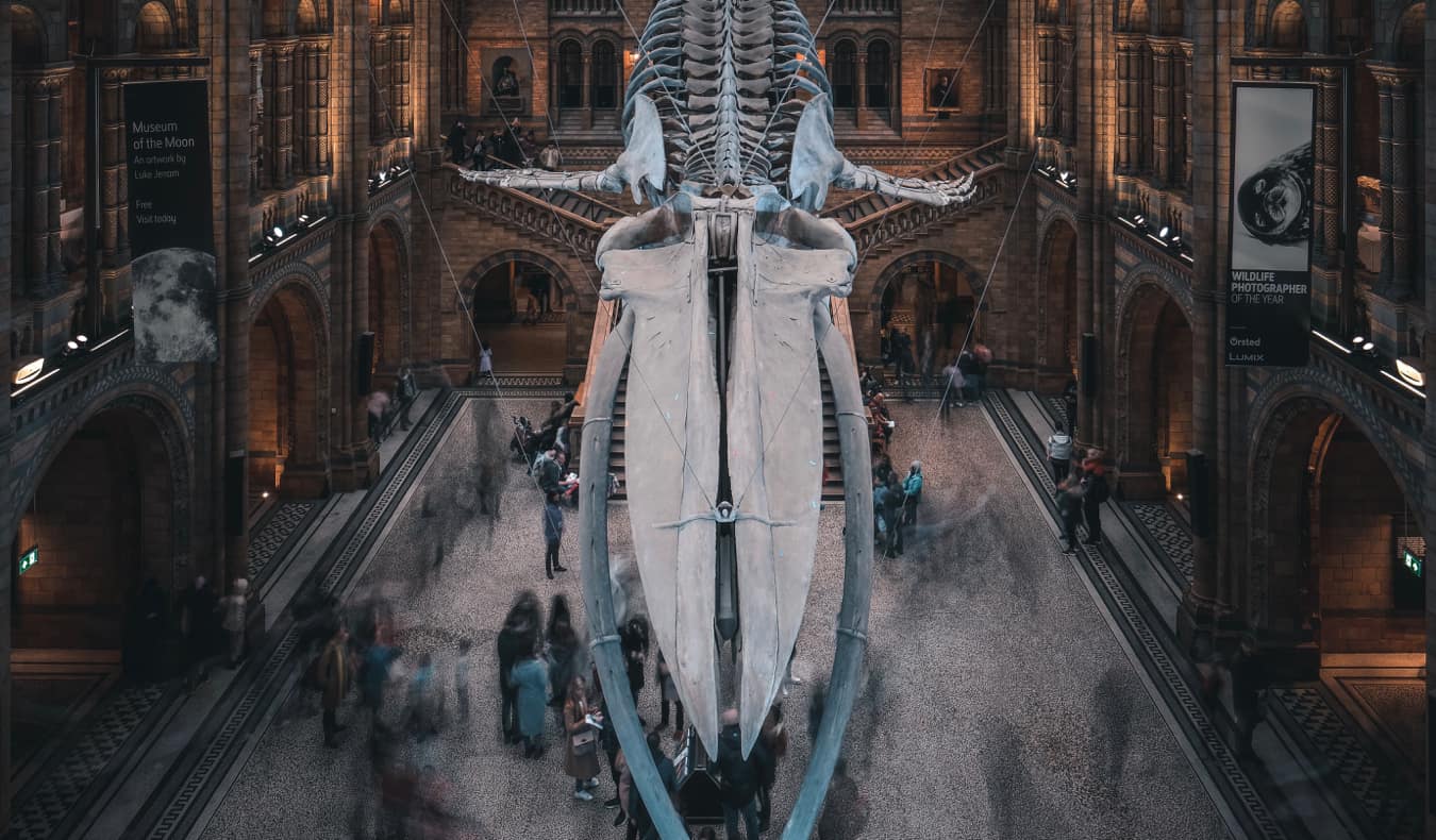 A huge whale skeleton at the Natural History Museum in London, England