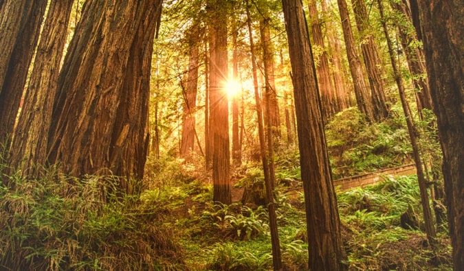 The massive trees in the serene Muir Woods in San Francisco, USA