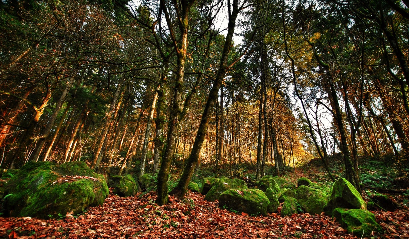 The lush greenery of Forest Park in Portland, Oregon