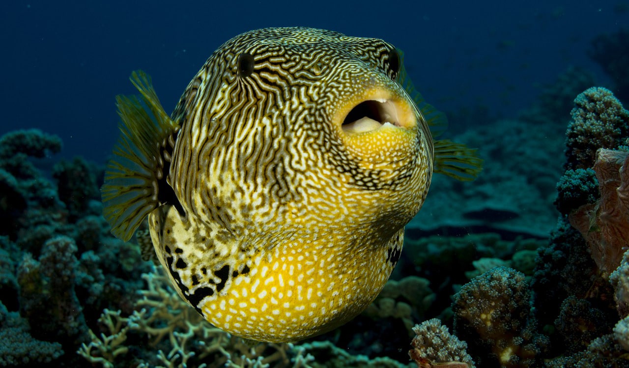 tropical fish underwater during a dive in South Africa