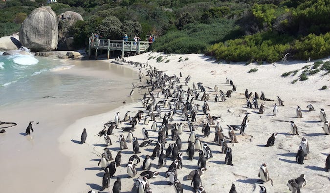 pinguini în Africa de Sud